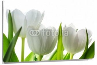 Lienzo Tulipanes blancos